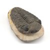 trilobit megalomanicus 3c