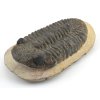 trilobit megalomanicus 3d