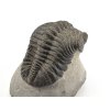 trilobit megalomanicus 8 (6)