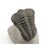 trilobit megalomanicus 8 (7)