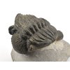 trilobit megalomanicus 8 (9)