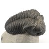 trilobit megalomanicus 9 (3)