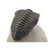 trilobit megalomanicus 9 (4)