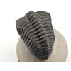 trilobit megalomanicus 9 (5)