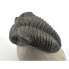 trilobit megalomanicus 9 (6)