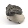 trilobit megalomanicus 9