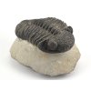 trilobit megalomanicus 10 (3)