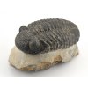 trilobit megalomanicus 10 (5)