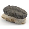 trilobit megalomanicus 10 (6)