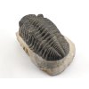 trilobit megalomanicus 10 (7)