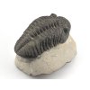 trilobit megalomanicus 10 (8)