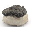 trilobit megalomanicus 10 (9)