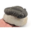 trilobit megalomanicus 10