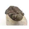 trilobit megalomanicus 11 (3)