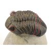 trilobit megalomanicus 11 (5) rekonstrukce