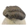 trilobit megalomanicus 11 (5)