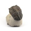 trilobit megalomanicus 11 (6)