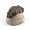 trilobit megalomanicus 11 (7)