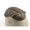 trilobit megalomanicus 11 (8)