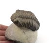trilobit megalomanicus 11 (9)