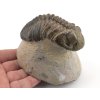 trilobit megalomanicus 11