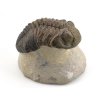 trilobit megalomanicus 11 (2)