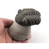 trilobit megalomanicus 12 (7)