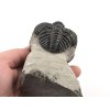 trilobit megalomanicus 12 (8)
