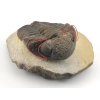 trilobit megalomanicus 14 (3) rekonstrukce