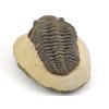 trilobit megalomanicus 14 (6)