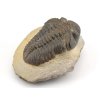 trilobit megalomanicus 14 (7)