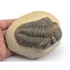 trilobit megalomanicus 14 (8)