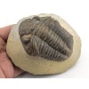 trilobit megalomanicus 14 (9)