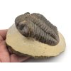 trilobit megalomanicus 14