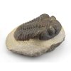 trilobit megalomanicus 14 (2)