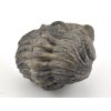trilobit megalomanicus 15 (3)