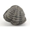 trilobit megalomanicus 15 (9)