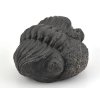 trilobit megalomanicus 16