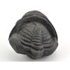 trilobit megalomanicus 16 (10)