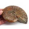 Celoleštěný dekorační amonit z Madagaskaru dobré kvality.