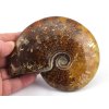 Leštěný amonit Cleoniceras z Madagaskaru pro sběratele.