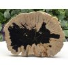 Velký dekorační kus zkamenělého dřeva z Indonésie.