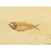 ryba zkamenela gosiutichthys 24a