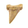 zraloci fosilni zub palaeocarcharodon 22