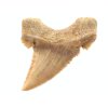 zraloci fosilni zub palaeocarcharodon 24a