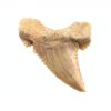 zraloci fosilni zub palaeocarcharodon 24