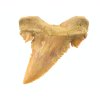 zraloci fosilni zub palaeocarcharodon 27a