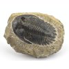 trilobit prava fosilie 4