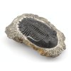 trilobit prava fosilie 10c