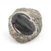 trilobit prava fosilie 11